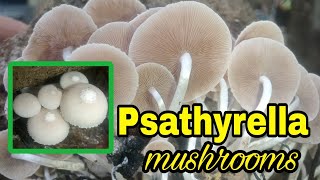 Psathyrella mushroom [upl. by Pearlstein]