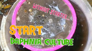 How to culture daphnia moina the easy way 1  Starting the Daphnia culture [upl. by Acinom482]