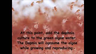 Daphnia  How to grow daphnia in your home [upl. by Ailam]