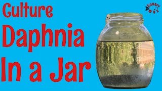 How to Culture Daphnia in a Jar [upl. by Hollie]