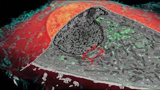 Endosomes [upl. by Edik]