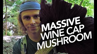 Massive Wine Cap Mushroom Found In Mulch [upl. by Relyks]