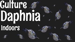 How to Culture Daphnia [upl. by Ticknor]