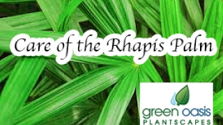 Rhapis Palm Info and Care [upl. by Wearing579]