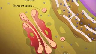 Lysosomes HD Animation [upl. by Onateyac824]