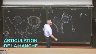 Anatomie de larticulation de la hanche Membre inférieur 1 [upl. by Sivrep908]