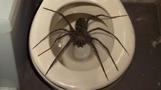 10 Biggest Spiders Ever Encountered [upl. by Ahsiym7]