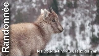 Bouquetins et chamois du Creux du Van [upl. by Jaella635]