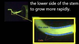 Plant stem gravitropism [upl. by Orofselet]