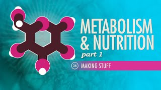 Metabolism amp Nutrition Part 1 Crash Course Anatomy amp Physiology 36 [upl. by Attenrad772]