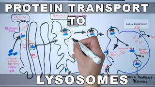 Lysosomal Protein Targeting [upl. by Deeanne]