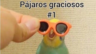 Pájaros graciosos 1 [upl. by Akemet]