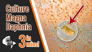 How to culture DAPHNIA MAGNA  The easy way [upl. by Mehs511]