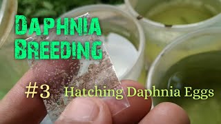 Daphnia Culture made simple and easy 3  Hatching Daphnia eggs [upl. by Alleahcim841]