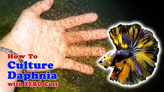 How to Culture Daphnia with ZERO Cost  Unlimited Live Food For Our Fish [upl. by Chrissa1]