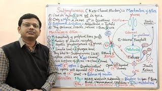 Diabetes Mellitus Part10 Mechanism of Action of Sulfonylurease  Antidiabetic Drugs  Diabetes [upl. by Carpio]