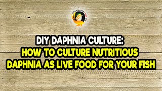 DIY Daphnia Culture How to Culture Nutritious Daphnia as Live Food for Your Fish [upl. by Abram]