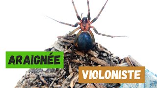 Vidéo daraignée violoniste Loxosceles laeta araignée [upl. by Geithner631]