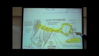 STRETCH REFLEXES by Professor Fink [upl. by Helene]