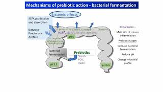 Probiotic Benefits  Top Signs You Should Be Taking A Probiotics [upl. by Acissey]