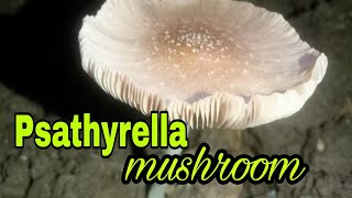 Psathyrella mushroom [upl. by Eiddam924]