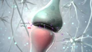 Visualization of the endocannabinoid signaling system [upl. by Luzader]