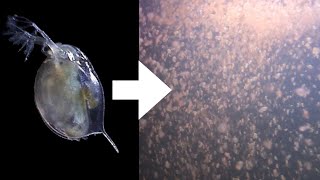 How I Culture Daphnia [upl. by Kylstra]