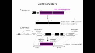 Gene Structure [upl. by Neelloj]