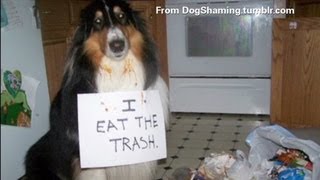 Dog Shaming Capturing Fido in the act [upl. by Annahsit977]