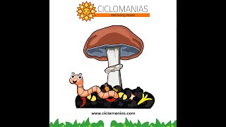 Growing Wine Cap Mushrooms Stropharia rugosoannulata [upl. by Namilus]