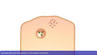 Detailed Animation on Receptormediated Endocytosis [upl. by Festa]