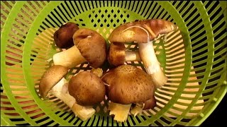 Preparing amp Cooking Edible King Stropharia quotWine Capquot Mushrooms [upl. by Feer]