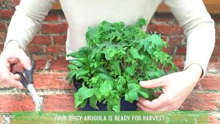 How To Harvest Arugula [upl. by Ninetta]