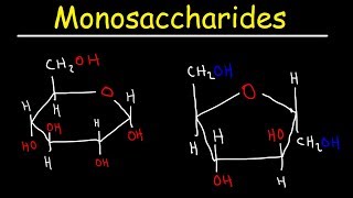 Monosaccharides  Glucose Fructose Galactose amp Ribose  Carbohydrates [upl. by Henry]