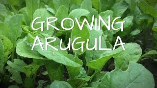 Growing Arugula [upl. by Aleksandr]