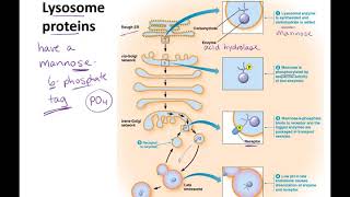 Endosomes to Lysosomes lecture [upl. by Hniht]