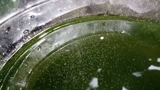 DAPHNIA MOINA CULTURE IN A SMALL BUCKET [upl. by Maro694]