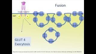 Unveiling GLUT 4 The Key to Glucose Metabolism [upl. by Shirlie762]