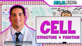 Cell Biology  Cell Structure amp Function [upl. by Elleunamme]