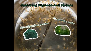 How To Culture Daphnia and Moinas using Green Water Spirulina powder [upl. by Gebler]