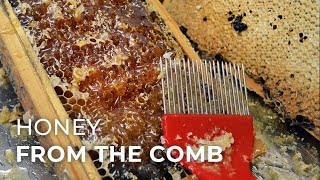 How to Extract Honey from Honeycomb [upl. by Yeliah]