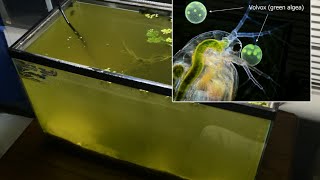 Raising Daphnia for the Freshwater Aquarium [upl. by Olive638]