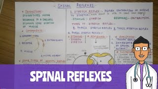 SPINAL REFLEXES physiology [upl. by Akiehsal453]