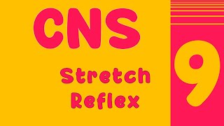 Lecture 9  Stretch reflex [upl. by Thetes]