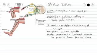 Monosynaptic Reflex [upl. by Castro]