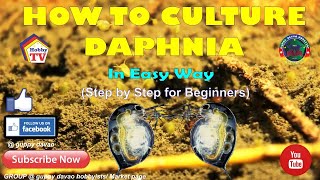 HOW TO CULTURE DAPHNIA In Easy Way [upl. by Sladen]