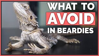 How NOT to Care for Bearded Dragons  Mistakes to Avoid [upl. by Lavoie723]